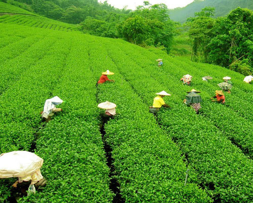 assam-tour-package