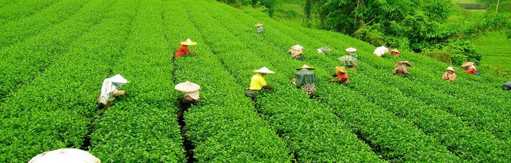assam-tour-package