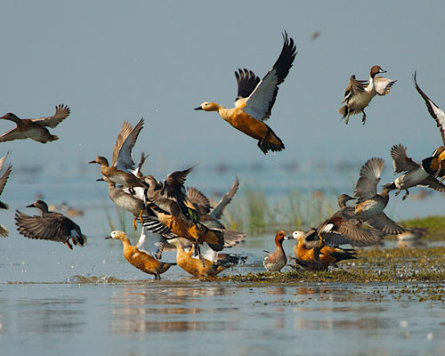 chilika-lake