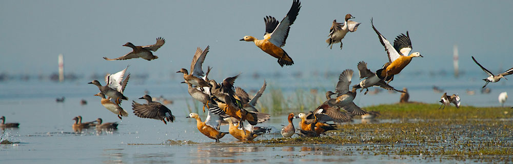 chilika-lake-puri