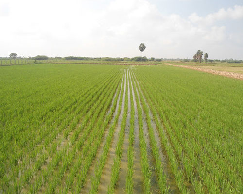 agro-tourism-in-odisha