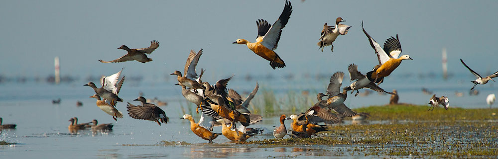 Explore-Chilika-Lake