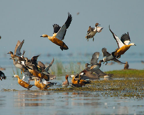 Explore-Chilika-Lake