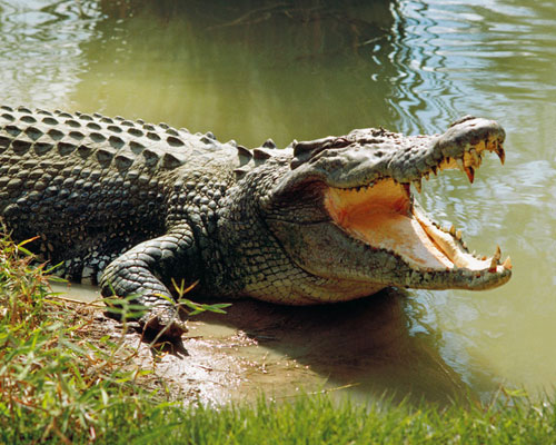 Bhitarkanika-National-Park-tour