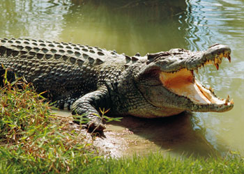 bhitarkanika national-park