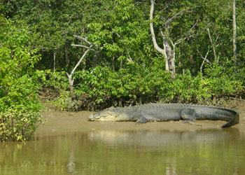 bhitarkanika-odisha
