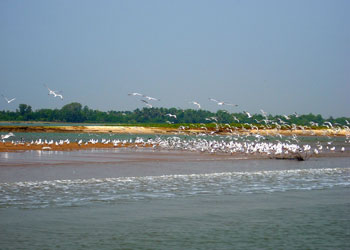 chilika-lake-odisha
