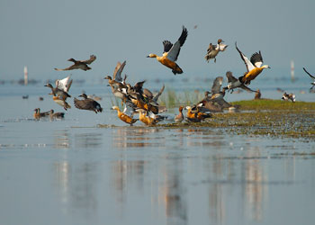 chilika lake odisha