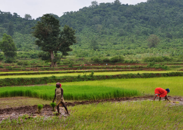 koraput-valley-the-tribal-wonderland-farming