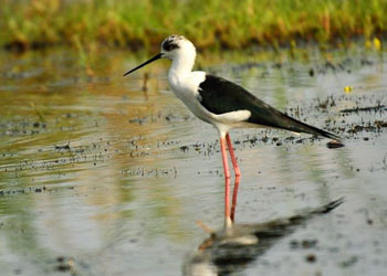 mangalajodi-birding