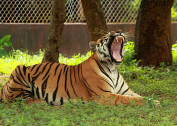 nandankannan-zoo