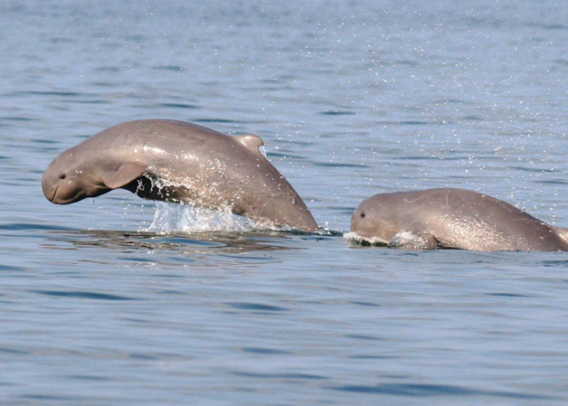 satapada-dolphin