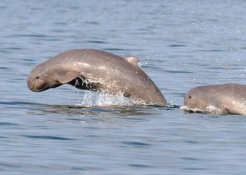 satapada-dolphin-odisha