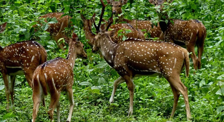 odisha-tour-packages (2)