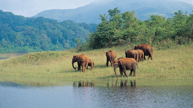 wildlife-in-odisha