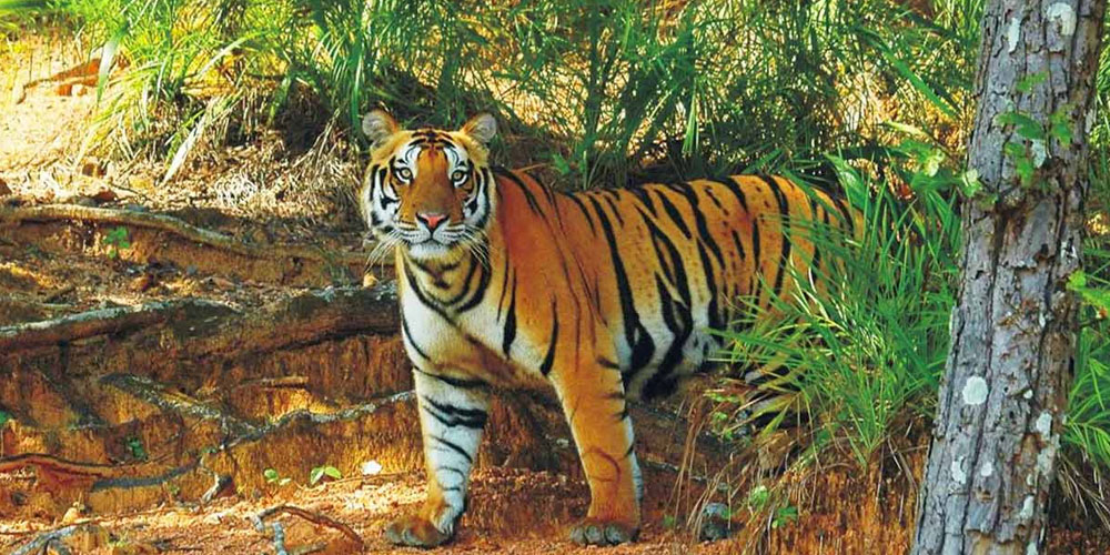 Wildlife Tour in Odisha with Heritage Tours Orissa – A Journey into Nature's Heart