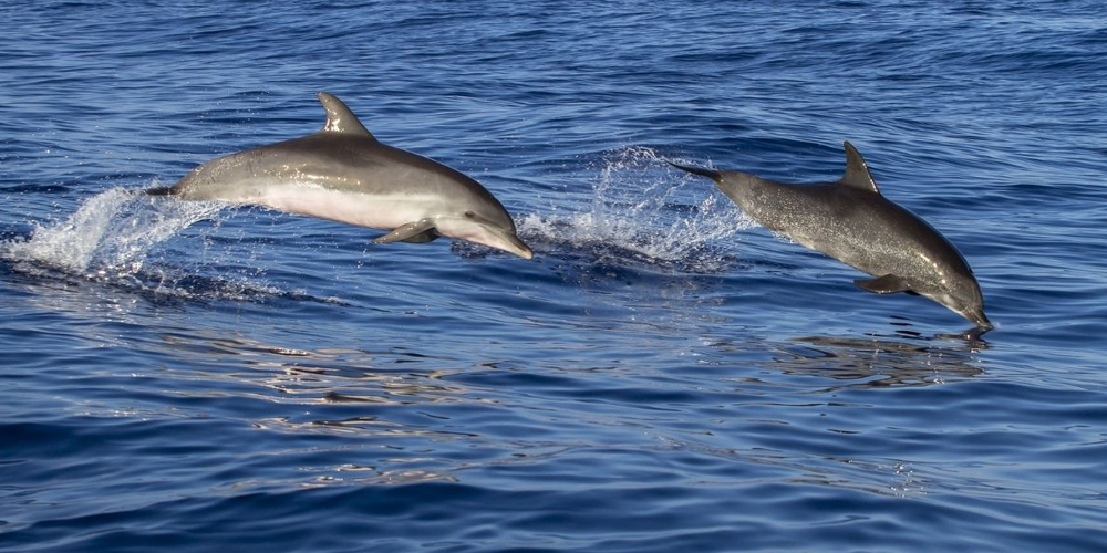 Top-Rated-Tour-Operators-in-Odisha-for-Hassle-Free-Travel-Planning-and-Local-Experiences