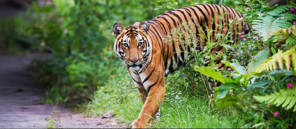 discover-sustainable-travel-a-complete-guide-to-eco-tourism-odisha